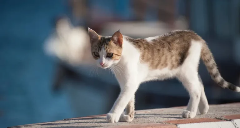 Shocking! Here's Why Do Cats Walk Low To The Ground When Scared