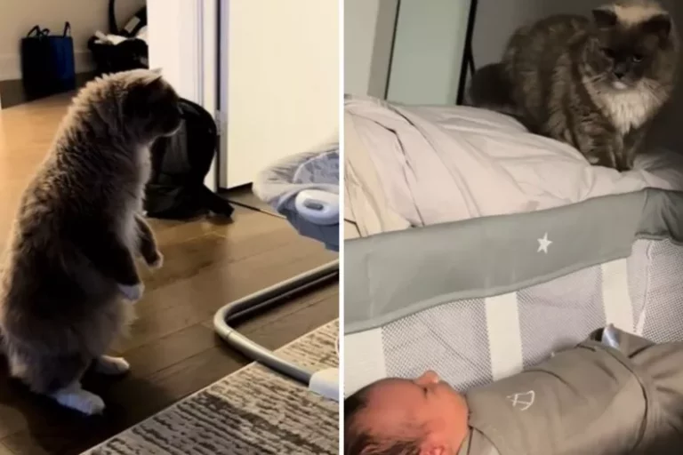 Watch Cat's Shock and Horror As Owners Bring Home Firstborn: 'An Alien'