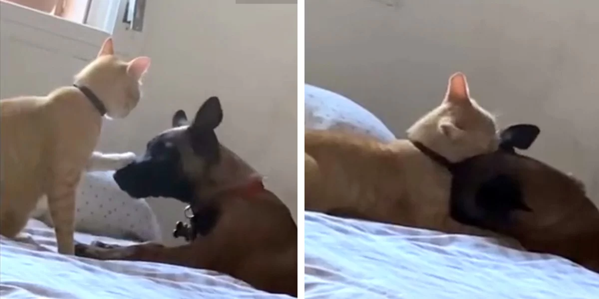 Cat Bully Has Sudden Change Of Heart After His Dog Sibling Falls Sick