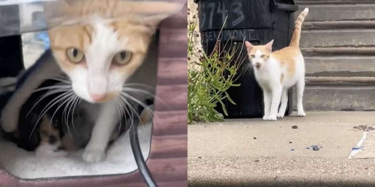 Mama Cat Who Was Supposed To Be Feral Quickly Proves Shes Anything But