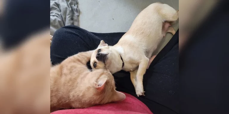 Lonely Shelter Cat Meets A Pregnant Chihuahua And Instantly Falls In Love