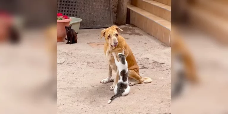 Shelter Staff Catches Cats Giving Massages To Blind Dog Who Needs Them The Most