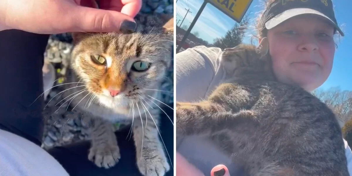 Cat Walks Up To Woman In Parking Lot And Begs To Go Home With Her