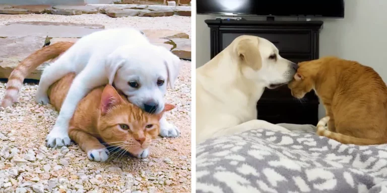 Cat Has Sweetest Change Of Heart About The Puppy He Didn’t Want