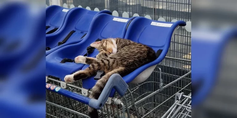 Cat Walks Into Supermarket And Decides He Works There