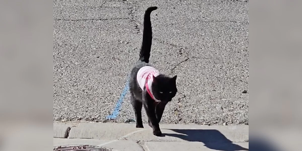 Family Is Stumped When Cat Comes Home Wearing A Random Sweater