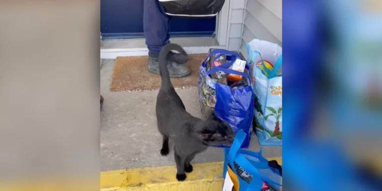 Cat Sneaks Into House While Couples Unloading Groceries And Refuses To Leave