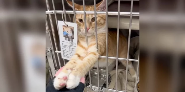 Shelter Cat Sticks His Paws Out To Hold Hands With Everyone Who Passes By