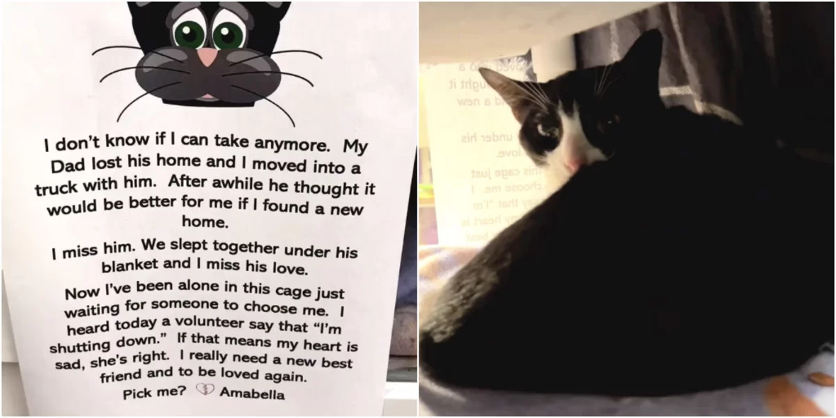 Shelter Cat Whos Shutting Down Has Heartbreaking Note Pinned To Her Kennel