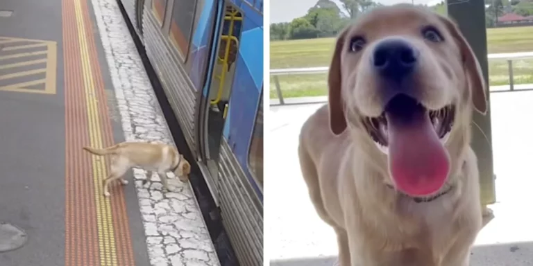 Security Cameras Catch Lost Dog Taking The Train All By Himself