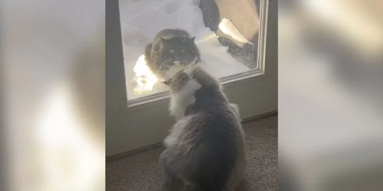 Stray Cat Waits In Front Of Familys Door Every Day In Hopes Of Being Rescued