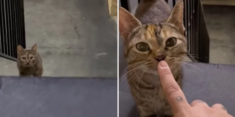 Pregnant Stray Cat Sees A Kind Woman And Decides To Follow Her Home