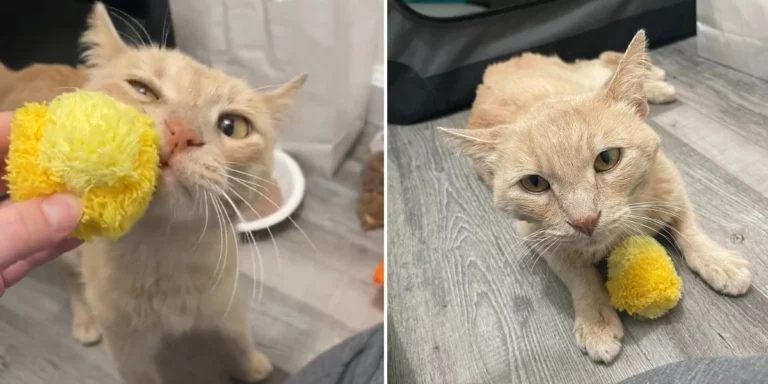 Stray Cat Receives His First Toy And Becomes Instantly Obsessed