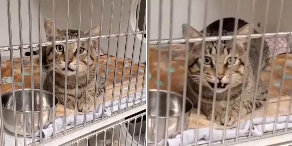 Talkative Shelter Cat Says Hello To Everyone Who Passes By His Kennel