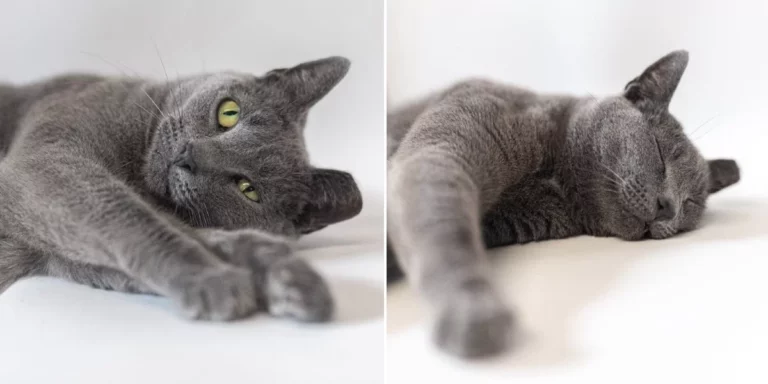 Misunderstood Cat In Shelter Goes Almost 3,000 Days Without Single Adoption Application