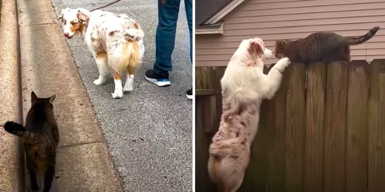 Stray Cat Decides To Follow Dog Home And Now Visits Her Every Day