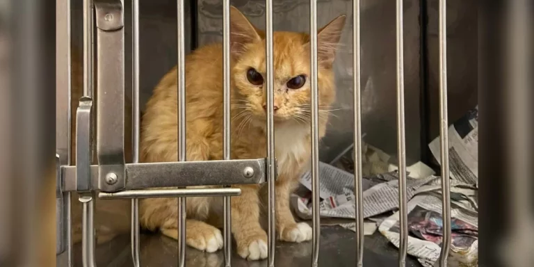 Cartoon-Like Cat Surprises Shelter Staff With His Permanent Scowl