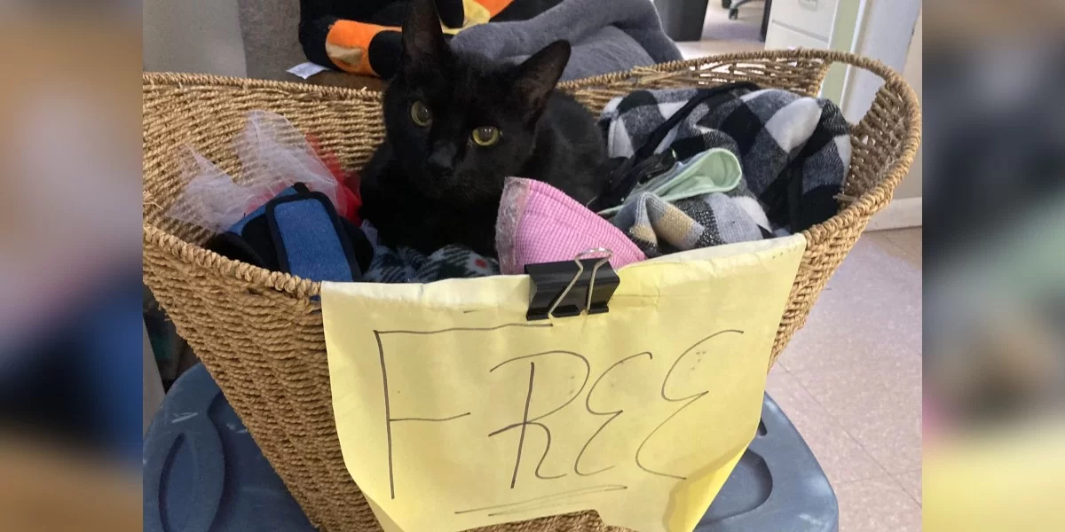 Senior Shelter Cat Sits In Free Basket In Hopes Someone Will Take Him Home