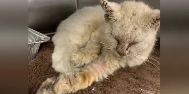 Foster Mom Gasps When Rescued Cat Is Finally Able To Open His Eyes