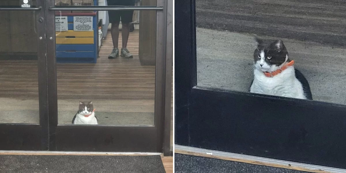 Chunky Neighborhood Cat Is Always First In Line At His Local Donut Shop