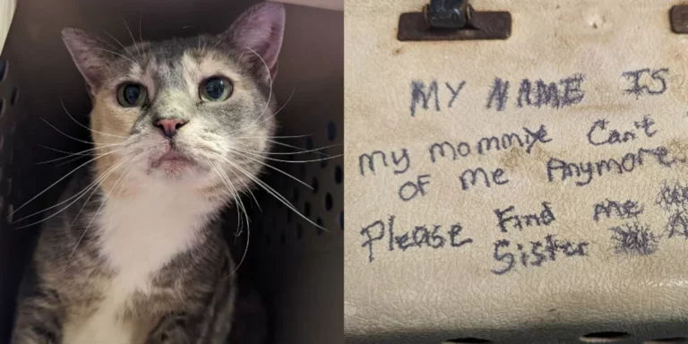 Shelter Employees Arrive At Work To Find Cats Curled Up In Carrier With Heartbreaking Note