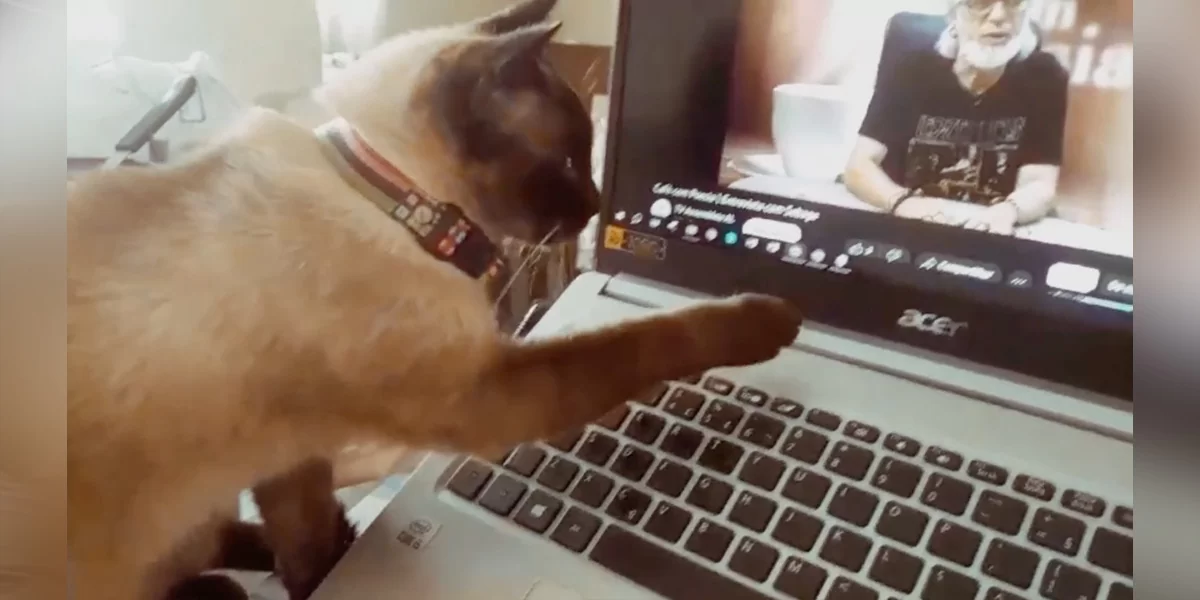 Cat Has Emotional Reaction To Video Of Her Best Friend Who Passed Away