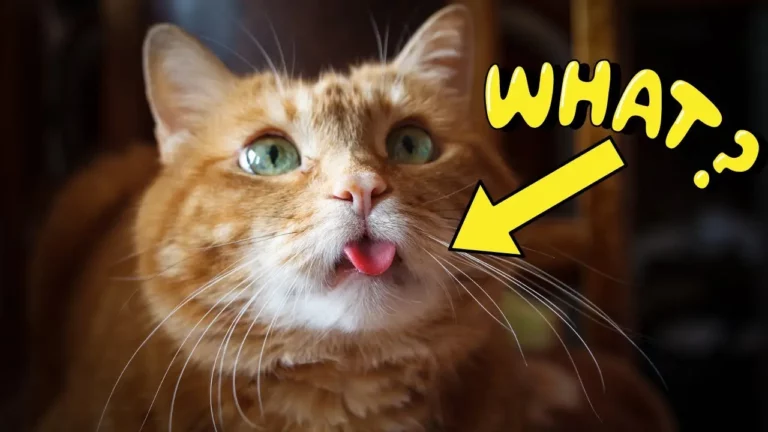 7 Weird Cat Behaviors Explained