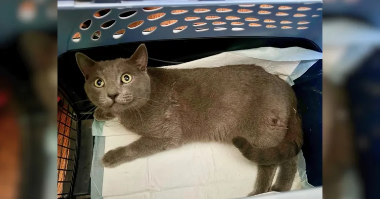 Paralyzed Cat Found Behind Church Embraces Love From Rescuers Despite His Tragic Past