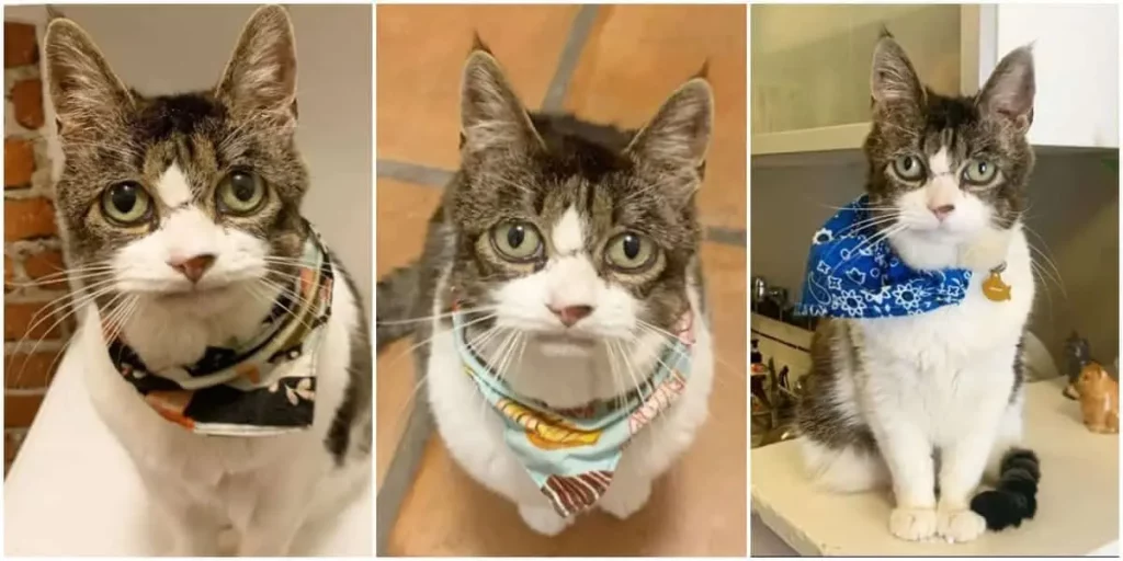 A Second Chance at Life: How One Woman Saved a Special Needs Cat and Found Unconditional Love