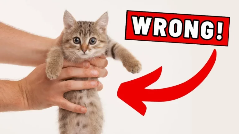 You’re Picking Up Your Cat All WRONG!