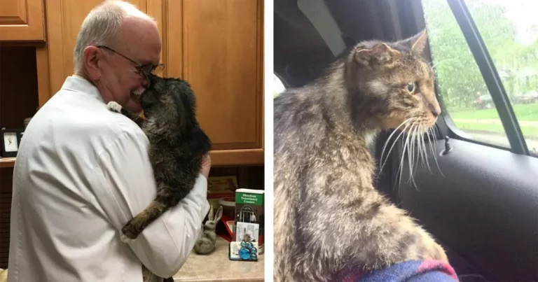 Senior Kitty Finds His Forever Home At 15-Years-Old!