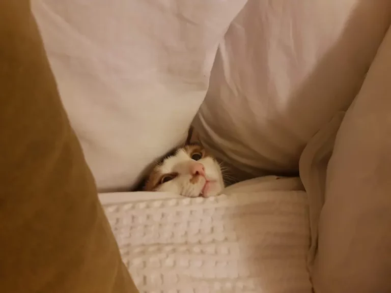 Can Cats Suffocate Under Blankets? The Truth Revealed