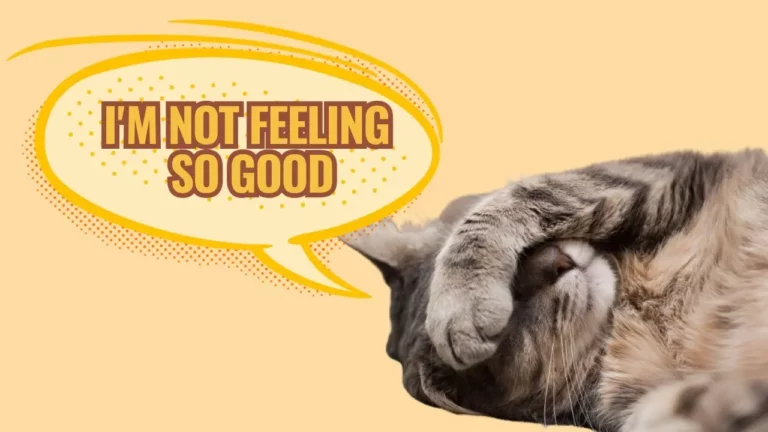 7 Signs That Your Cat Might Be In Pain