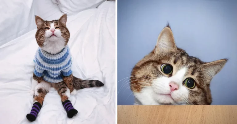 Meet Rex, The Handsome Handicapped Cat ,Who Spreads More Love than Any Other Cat