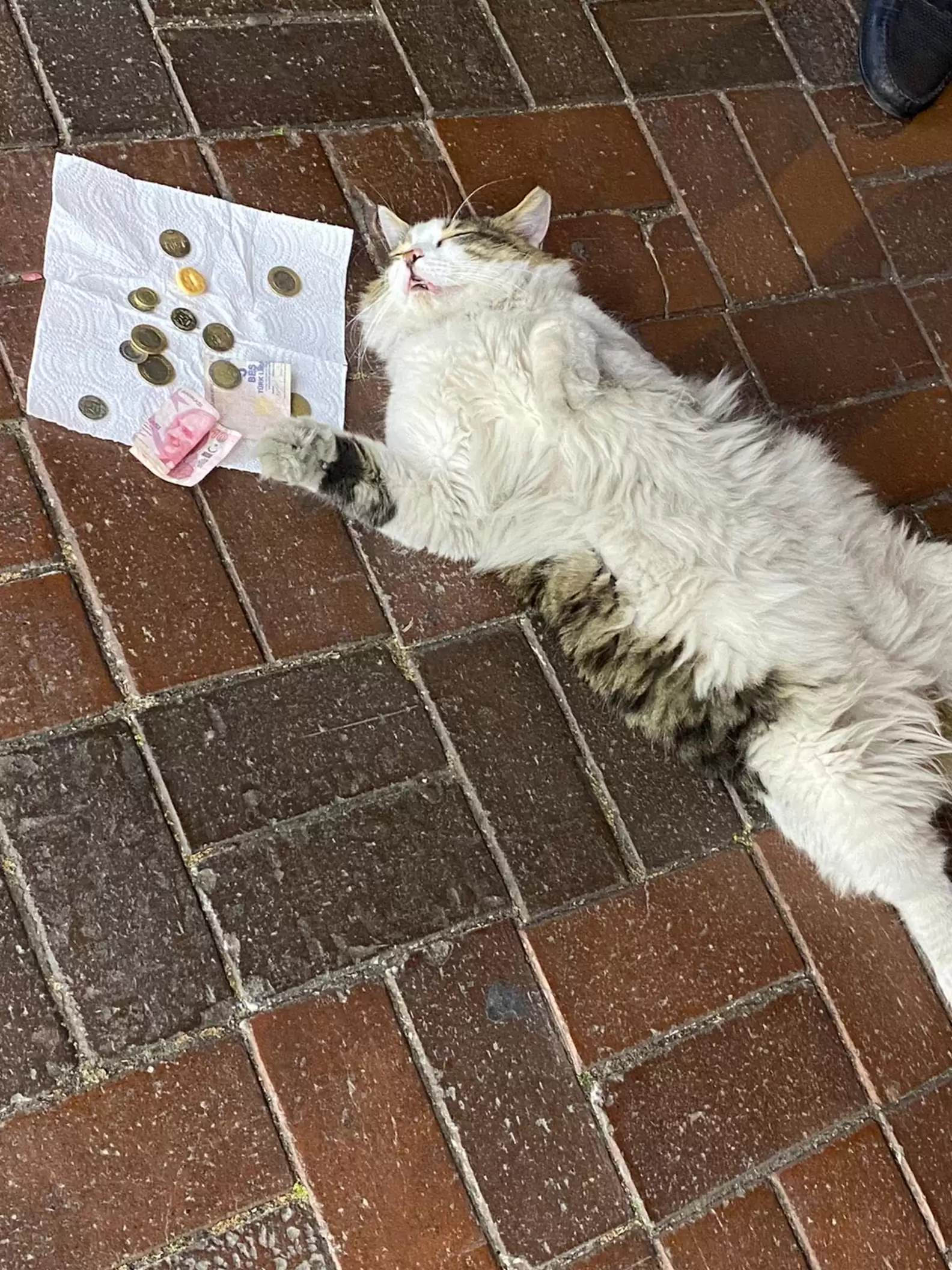 Cat Accidentally Raises Money For Charity After Falling Asleep On Sidewalk