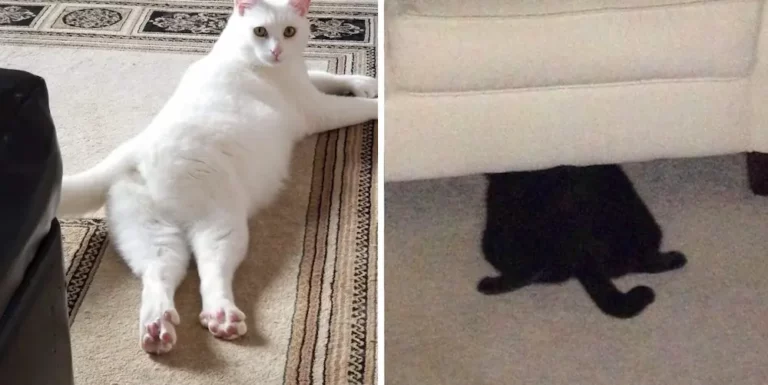 Does Your Cat Sploot? Here’s Why Your Cat Likes Sitting Like A Frog