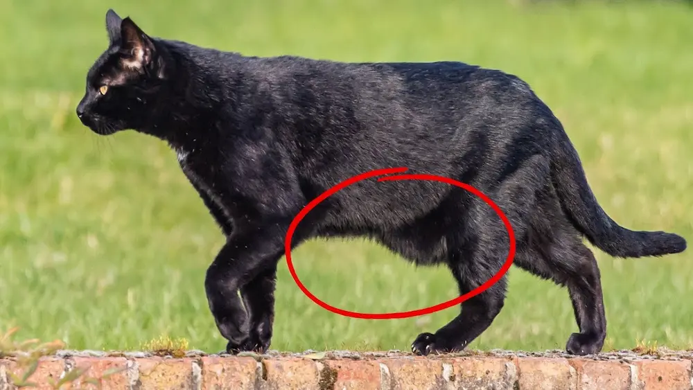 This â€œStrange Thingâ€ Every Cat Has Under Its Belly Baffles Scientists