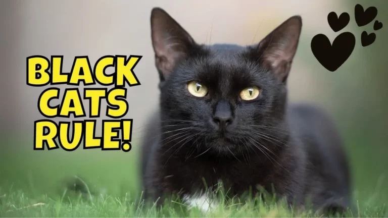 Top 5 Reasons to Adopt a Black Cat