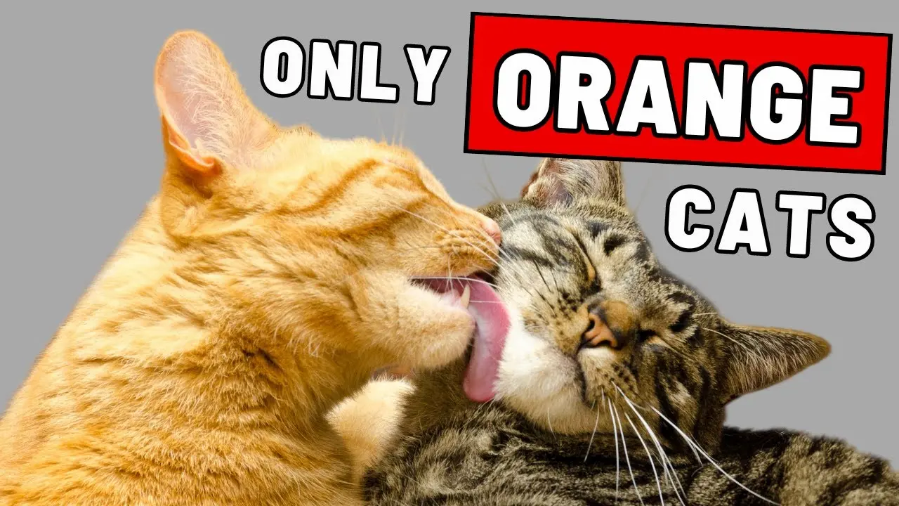 Why Are Orange Cats So Special? The Fascinating Facts