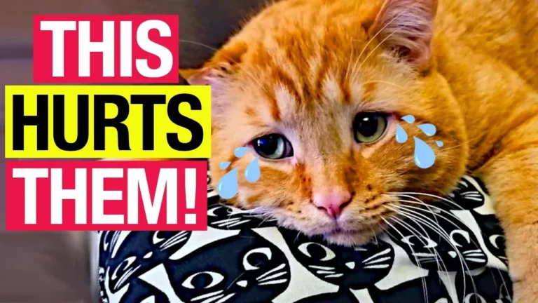 Your Cat Is in Danger! What Home Electronics Are Secretly Harming Your Cat?