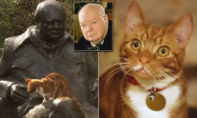 Cats in History: The Most Notable Cat Lovers of All Time
