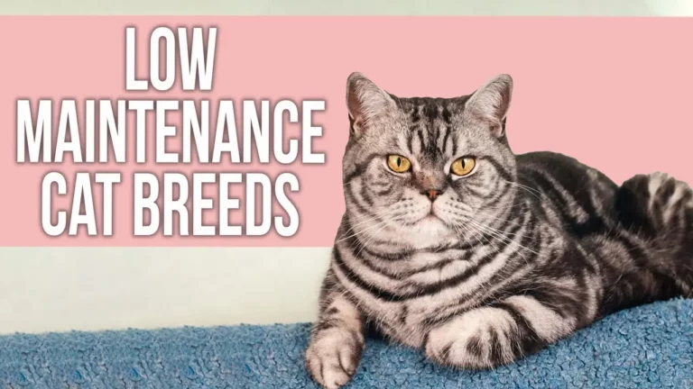 Which Cat Breeds Are The Most Low-Maintenance? You Won’t Believe Which Ones Made the List!