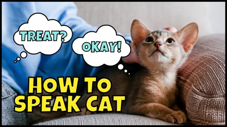 5 Easy Ways To Speak To Your Cat