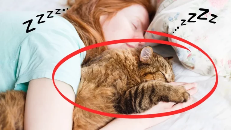 5 Life Changing Benefits Of Sleeping With Your Cat