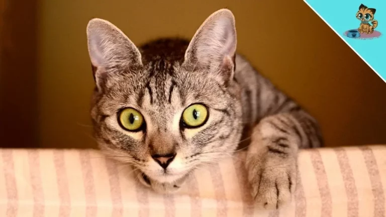 Why Do Cats Stare at You? The Science Behind the Stare