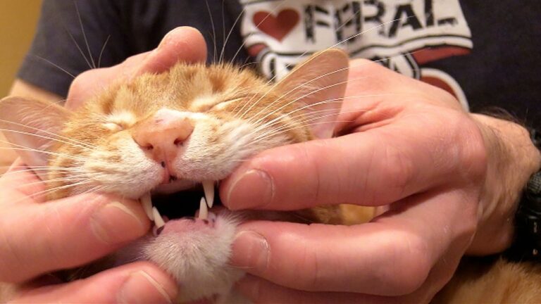 Did You Know You Can Tell a Kitten or Cat’s Age by Their…Teeth?