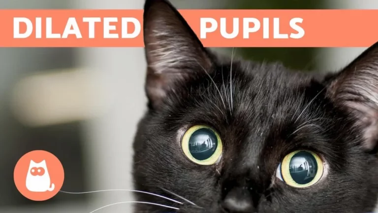 Why Do Cats' Pupils Dilate? The Fascinating Reasons Revealed