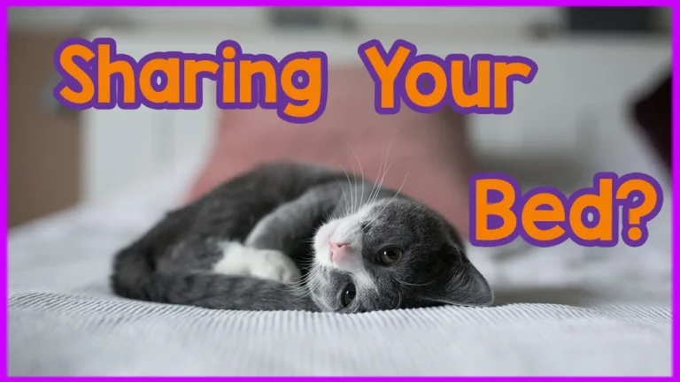 Should You Let Your Cat Sleep in Your Bed? The Shocking Truth About Sleeping With a Cat