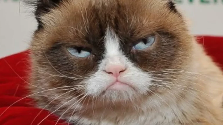 What Breed Is Grumpy Cat?