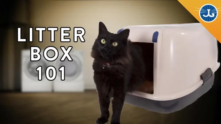 How To Determine The Right Litter Box For Your Cat?